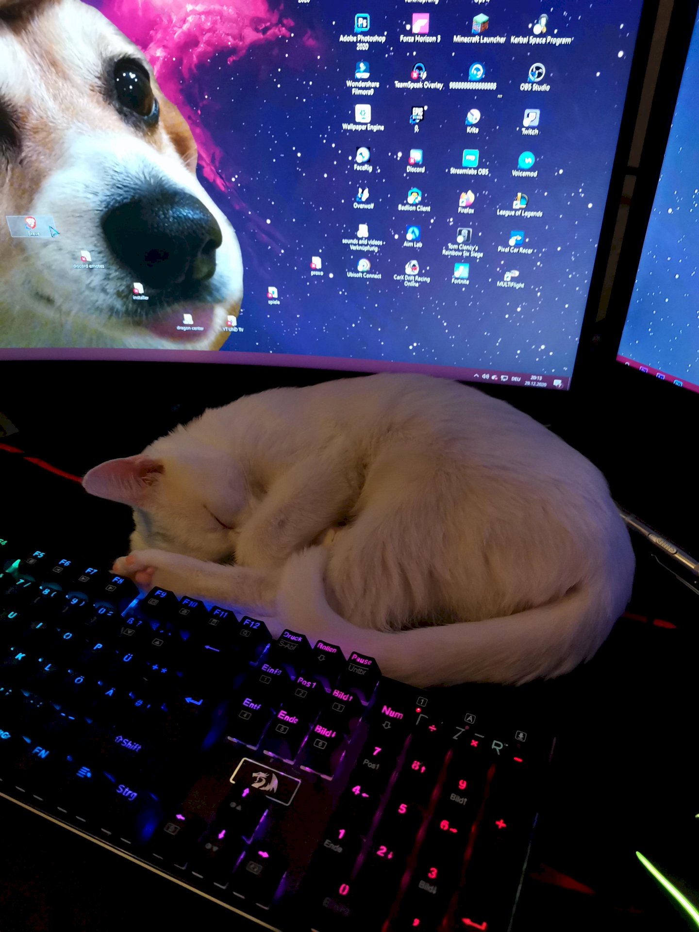 Why does my cat always sit down by laptops and PCs