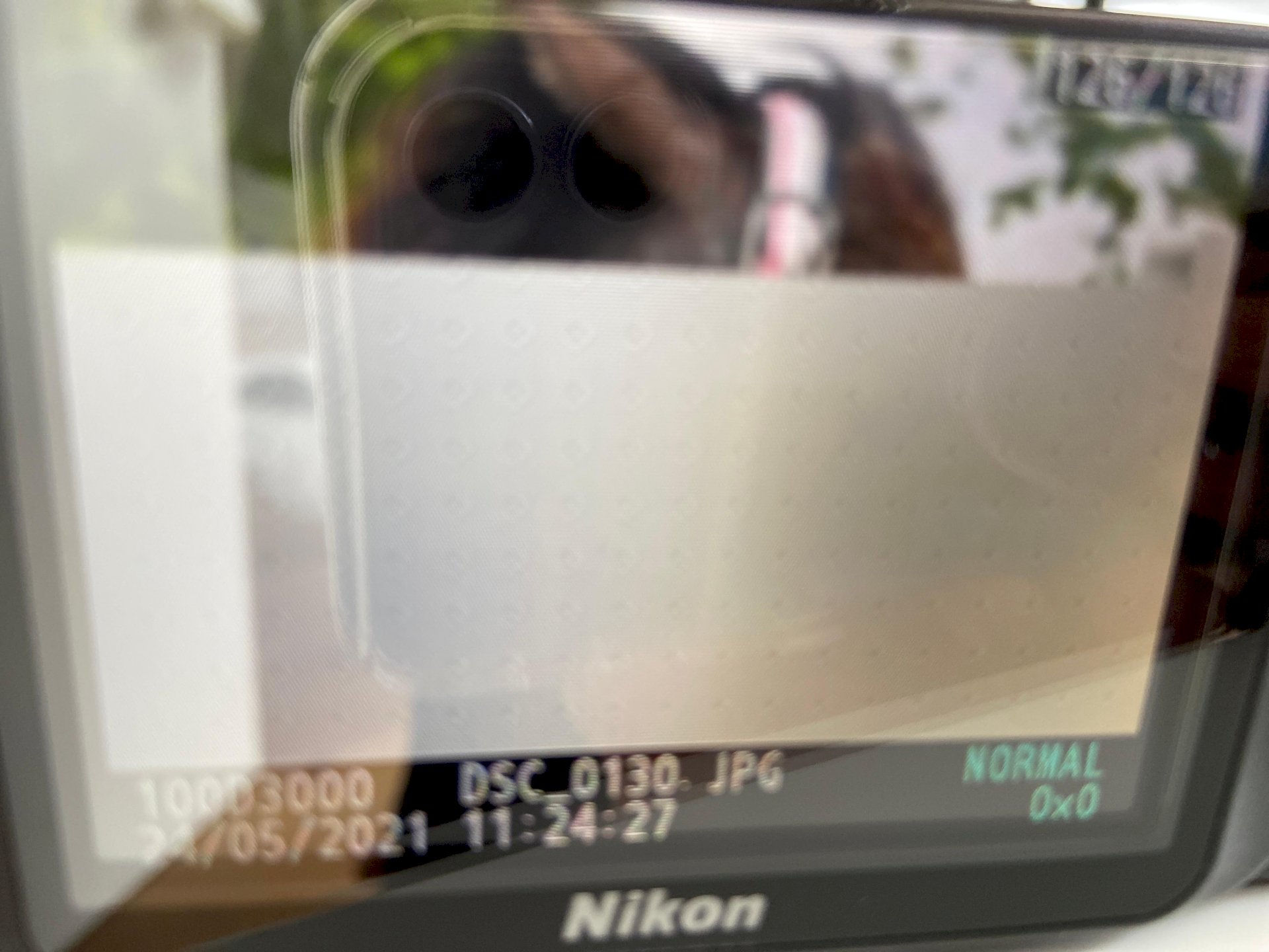 Nikon camera pictures are missing